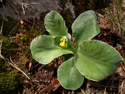 37 Orecchia d'orso quasi in fiore...